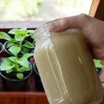 Дріжджова підкормка — природний стимулятор росту для розсади і рослин