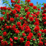 Тільки одне підживлення троянд у квітні — і вони безперервно будуть цвісти