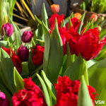 Скільки коштують квіти на 8 березня у Луцьку?