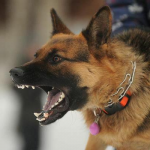 У волинянина конфіскували вівчарку за напад на дитину