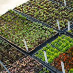 В які дні садити перець і баклажани на розсаду: місячний календар на березень 2026