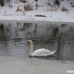 Озеленення, чисті річки й контроль повітря: що профінансують за 2,8 мільйонів у Луцьку