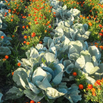 Менше шкідників — більше врожаю: як чорнобривці допомагають грядкам