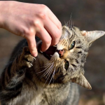 У селі на Волині запровадили карантин через сказ у кота