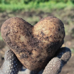 Незвичний урожай: на Волині викопали картоплину у формі серця