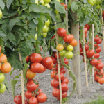 Що можна садити поряд з помідорами?