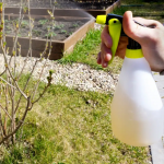 Смородина, аґрус, малина - що потрібно зробити з ягідними кущами у березні