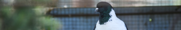 У Луцькому зоопарку поповнення: врятовані з-під Бахмута голуби дали потомство
