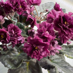 Яке добриво сприяє активній бутонізації та нарощенню квітів на фіалці