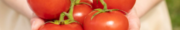 Щедрий урожай без зайвого клопоту: ультраранній сорт помідорів, який ніколи не підводить