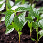 вирощування розсади перцю, підгодівля розсади перцю