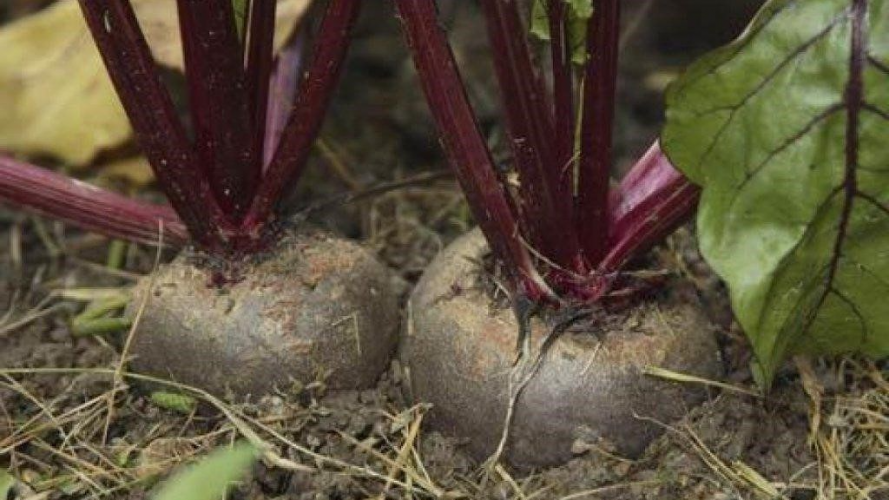Що посадити поруч із буряком: поради для щедрого врожаю