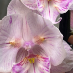 Один простий полив — і орхідея зацвіла: секрет, який знають не всі квітникарі