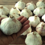 Ці 3 сорти озимого часнику дають найвищий урожай і витримують будь-яку зиму