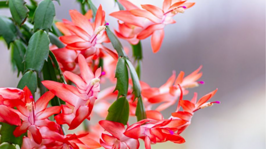 Шлюмбергера не випускає жодної квітки: як підживити, щоб вазон вкрився цвітом взимку