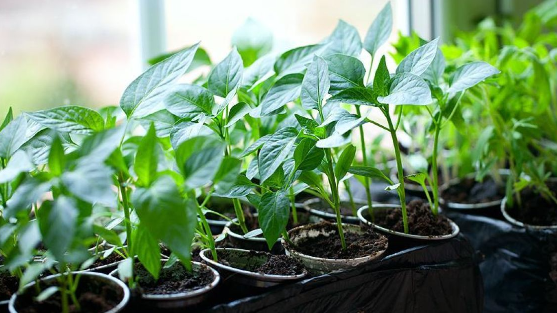 У які дні січня і лютого 2026 року садити болгарський перець на розсаду: не пропустіть ці дати