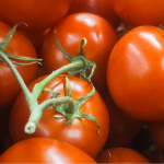 Найкращі сорти ранніх помідорів: отримаєте величезний врожай солодких і м'ясистих томатів