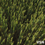 Контрастна зима і весняні заморозки: як погода може вплинути на врожай на Волині