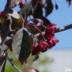 Тепло до +27°C і грози наприкінці тижня: якою буде погода на Волині