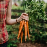 Не гниють і не проростають: які сорти моркви лежать у погребі до червня