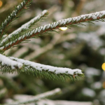 Різдво і Новий рік без морозів: якою буде погода в Україні наприкінці грудня