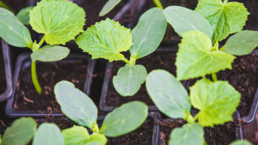 Коли сіяти огірки на розсаду для теплиці у лютому 2026 року: найкращі дні за місячним календарем