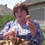 Грибний бум на Волині: у селі змагаються, хто принесе більше грибів