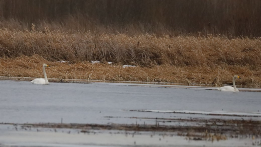 Залишилися на зимівлю: у нацпарку на Волині помітили пару лебедів-кликунів