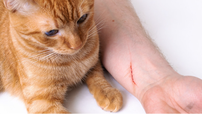 Волинянку на кладовищі вкусило бездомне кошеня, жінка померла від сказу