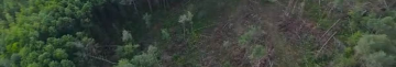 На Волині незаконно вирубали майже 200 дерев: збитки перевищили 2,6 млн гривень