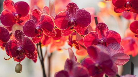 Як змусити орхідею цвісти взимку: 4 домашні підживлення