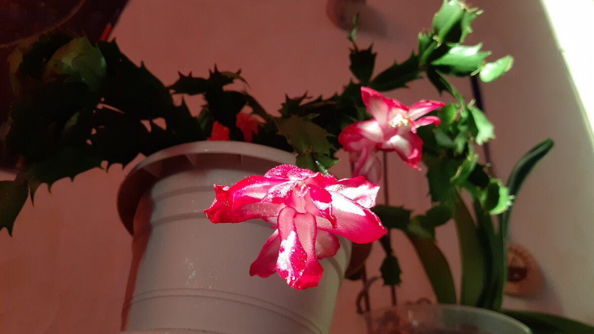 Як змусити різдвяник цвісти: поклала один фрукт – і він «викинув» бутони