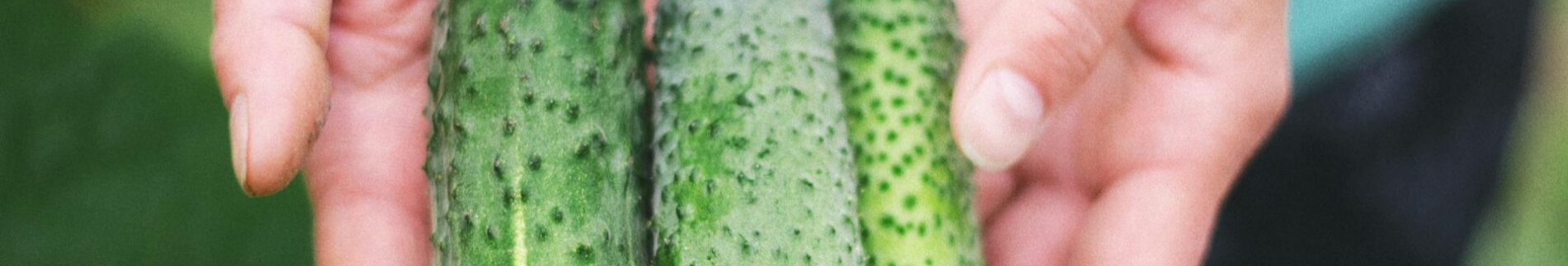 Рекордний урожай огірків уже цього сезону: проста дія з насінням змінює все