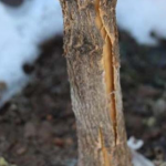 Тріщини на корі: як врятувати волинські сади після зимових морозів