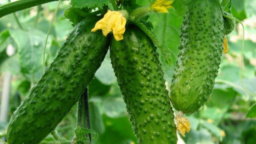 Хрусткі, врожайні, невибагливі: 3 найкращі сорти огірків для України