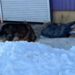 У Володимирі мешканці облаштовують «пункти тепла» для безпритульних собак