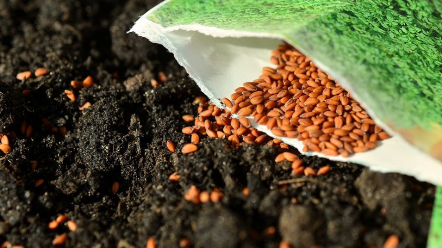 що робити з простроченим насінням