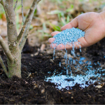 Перше підживлення дерев і кущів навесні: коли і чим годувати правильно