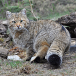 У Карпатах помітили рідкісного лісового кота