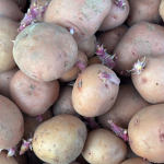 Як підготувати картоплю до посадки: простий крок для щедрого врожаю