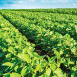 Засіяв чужу землю соєю: чоловік має відшкодувати сільраді на Волині понад 300 тисяч гривень