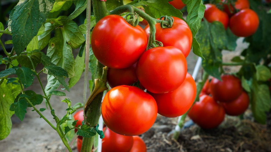 Чим підживити помідори розсаду