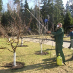 Коли і чим обробляти дерева: чіткі періоди без плутанини