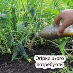 Огірки не сохнутимуть навіть у спеку: чим підживити рослини на початку липня