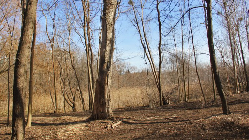 У луцькому парку зріжуть близько 30 дерев - що відомо