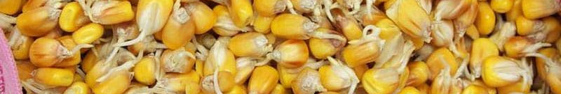Зійде вдвічі швидше: як і в чому замочувати кукурудзу перед посадкою