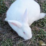 Скільки коштують кролики на Волині та від чого залежить ціна?