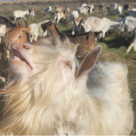 Волинянин має 130 кіз, випасає їх в електроогорожі та разом з дружиною щодня доять тварин. Відео