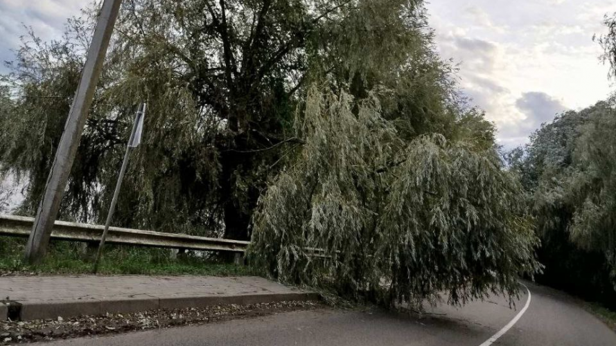 У Луцькому районі негода зламала одну з найстаріших верб