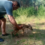 На Світязі врятували знесилену козулю, яка не могла вибратися з води